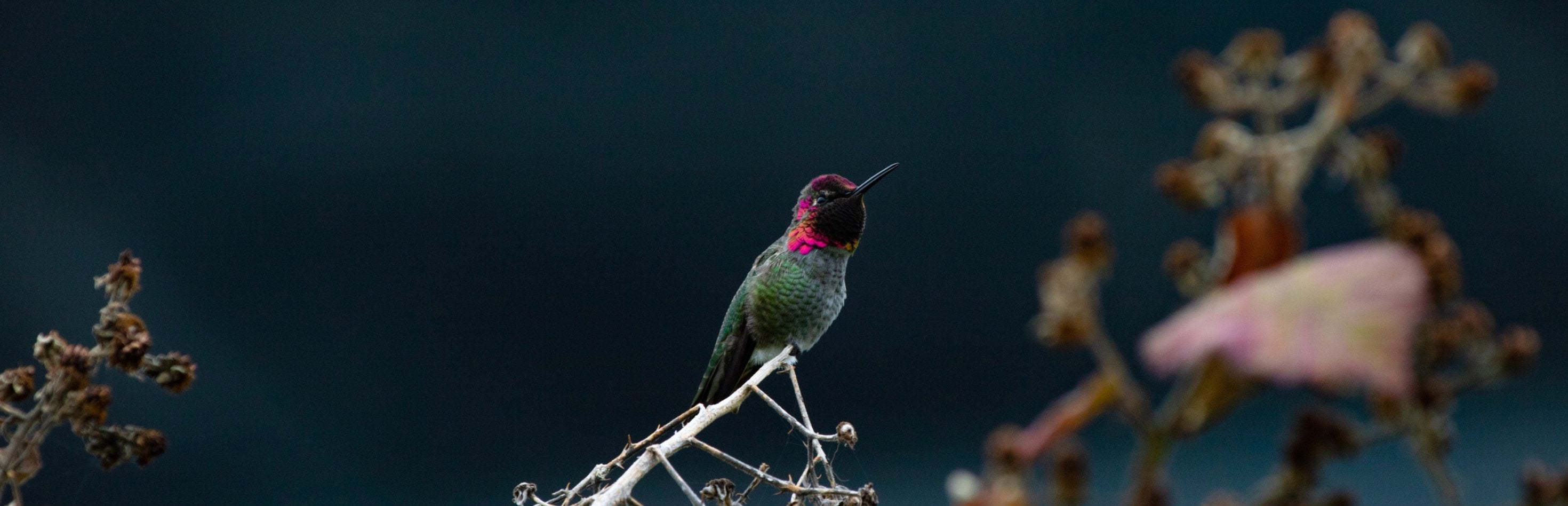 3 billion birds lost in North America since 1970 - Bird & Wild Coffee