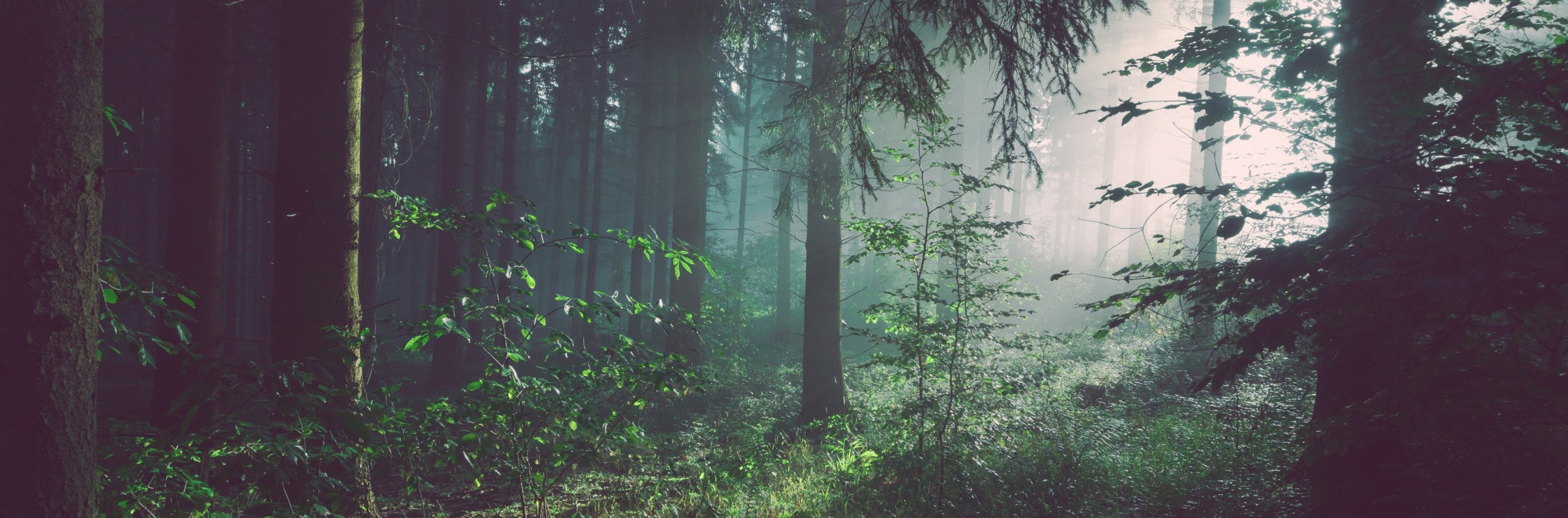 A brief introduction to Bird Friendly Coffee - Bird & Wild Coffee