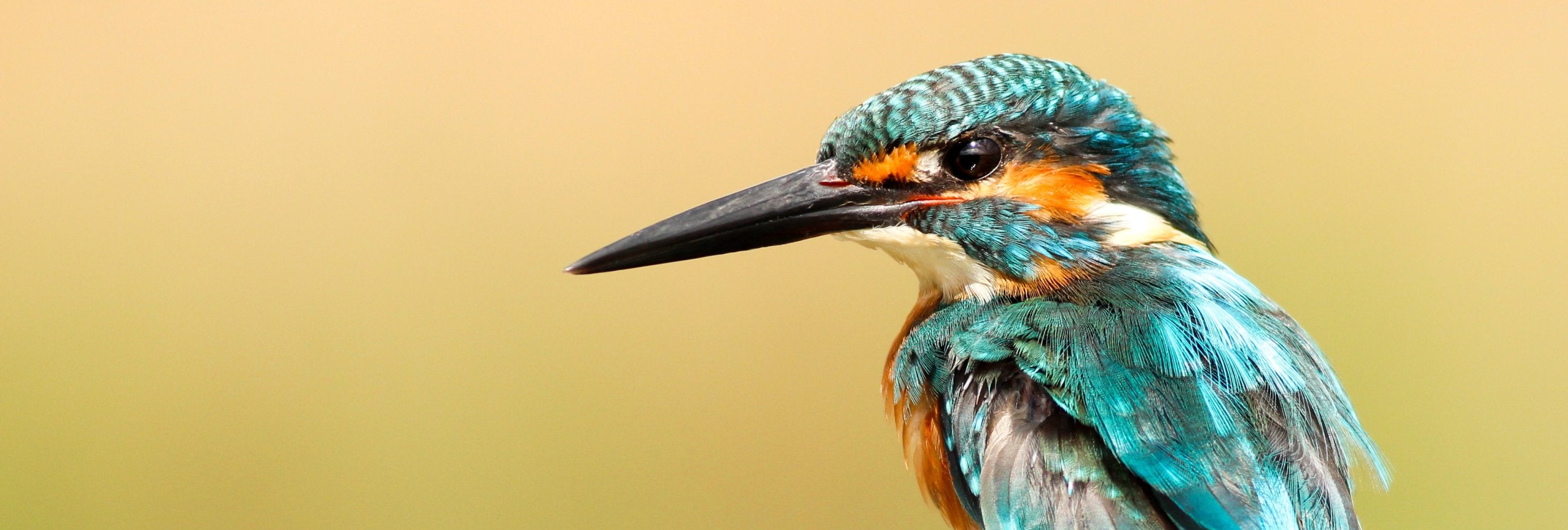 Bird & Wild Coffee features in Gift Guide of Bird Watching Magazine - Bird & Wild Coffee