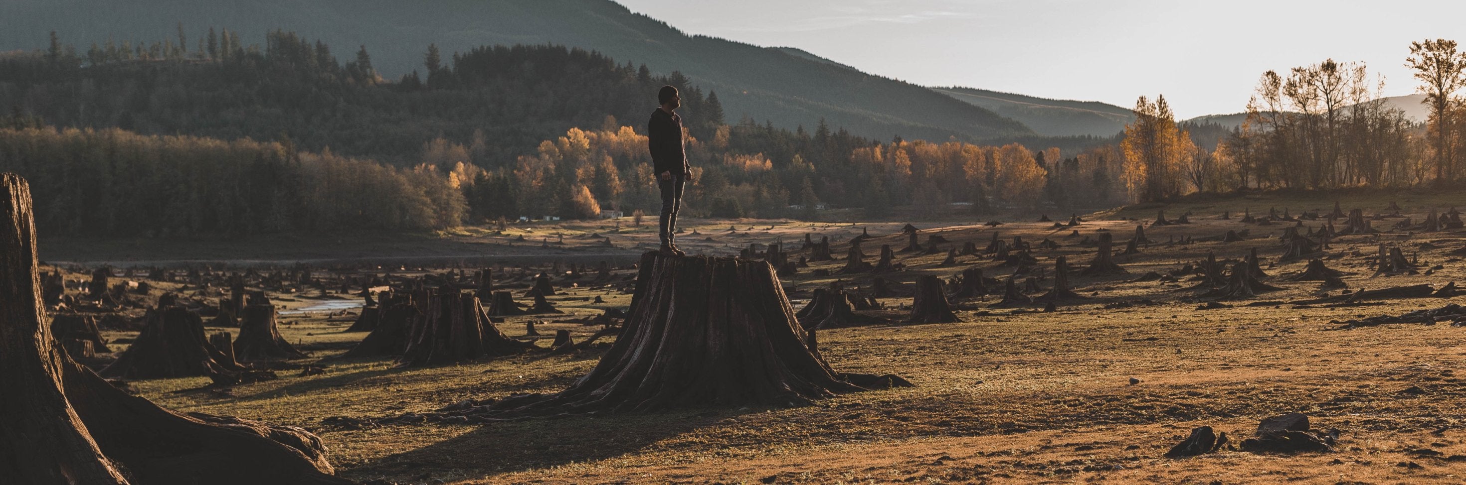 Coffee & Deforestation – we need to talk about coffee... - Bird & Wild Coffee