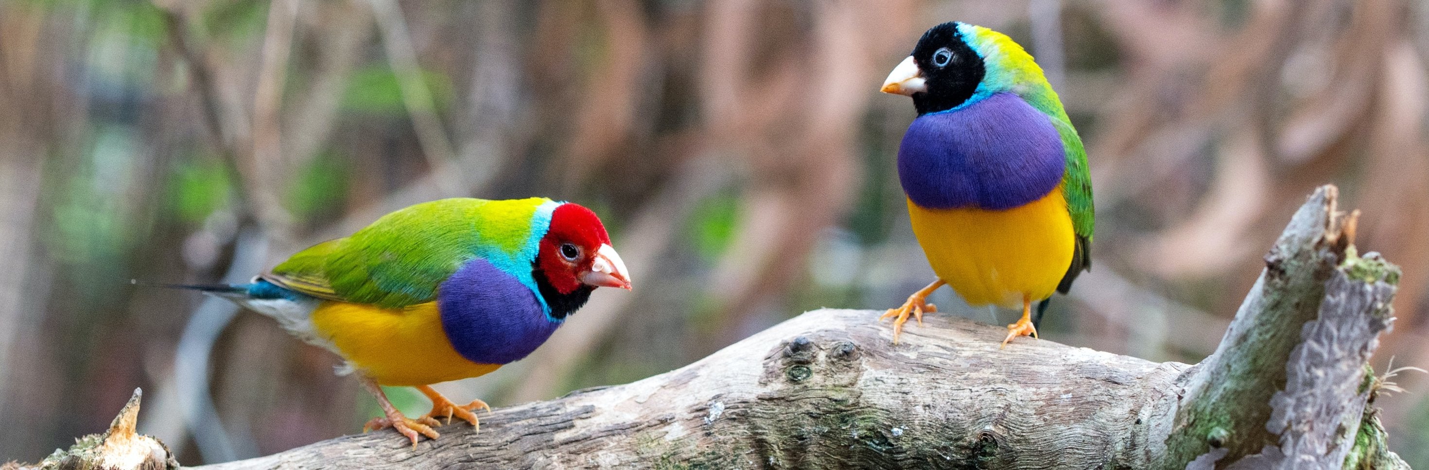 Come and see us at BirdFair, 18-20 August 2017 - Bird & Wild Coffee