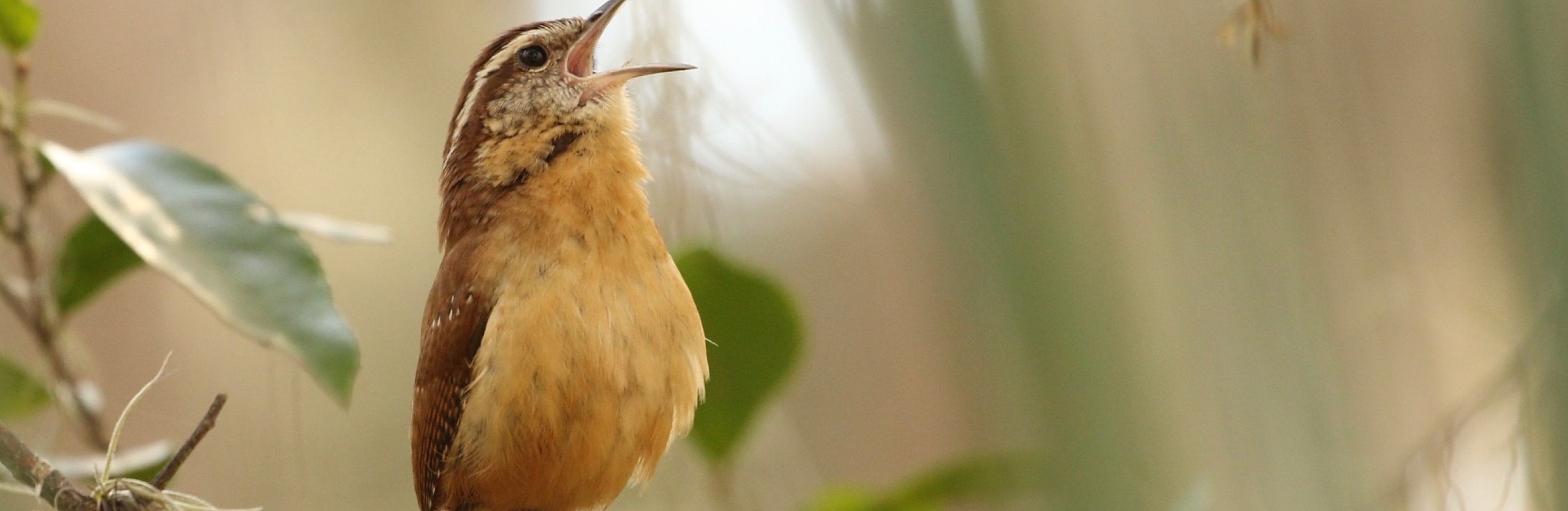 England Naturally Blog's Review of Bird & Wild Coffee - Bird & Wild Coffee