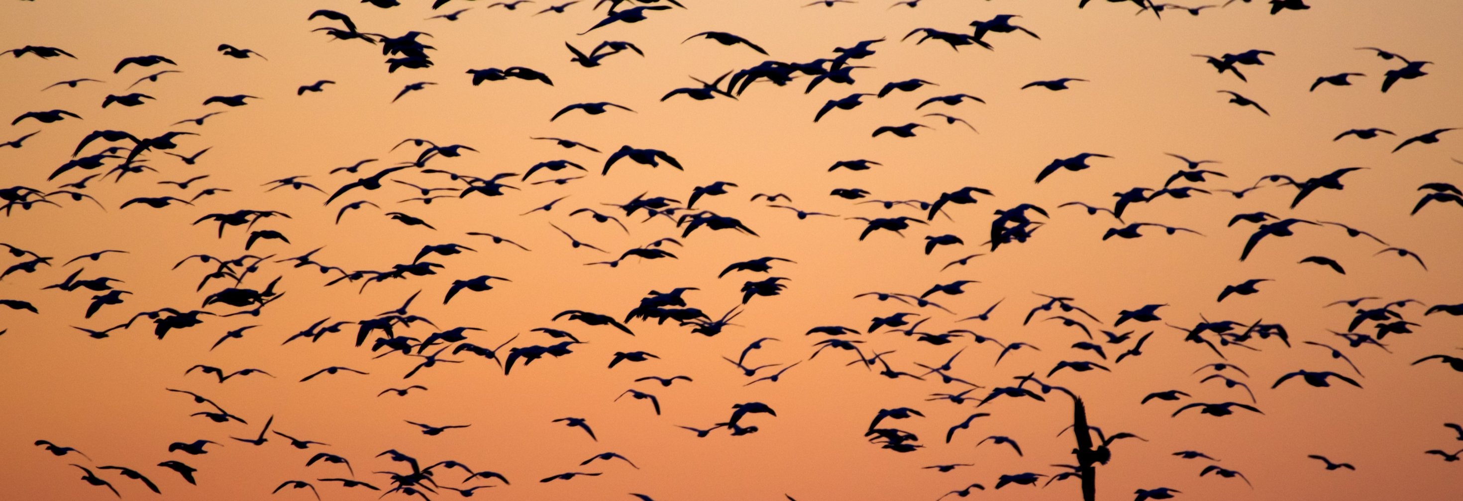 Happy Migratory Bird Day, 9th of May - Bird & Wild Coffee