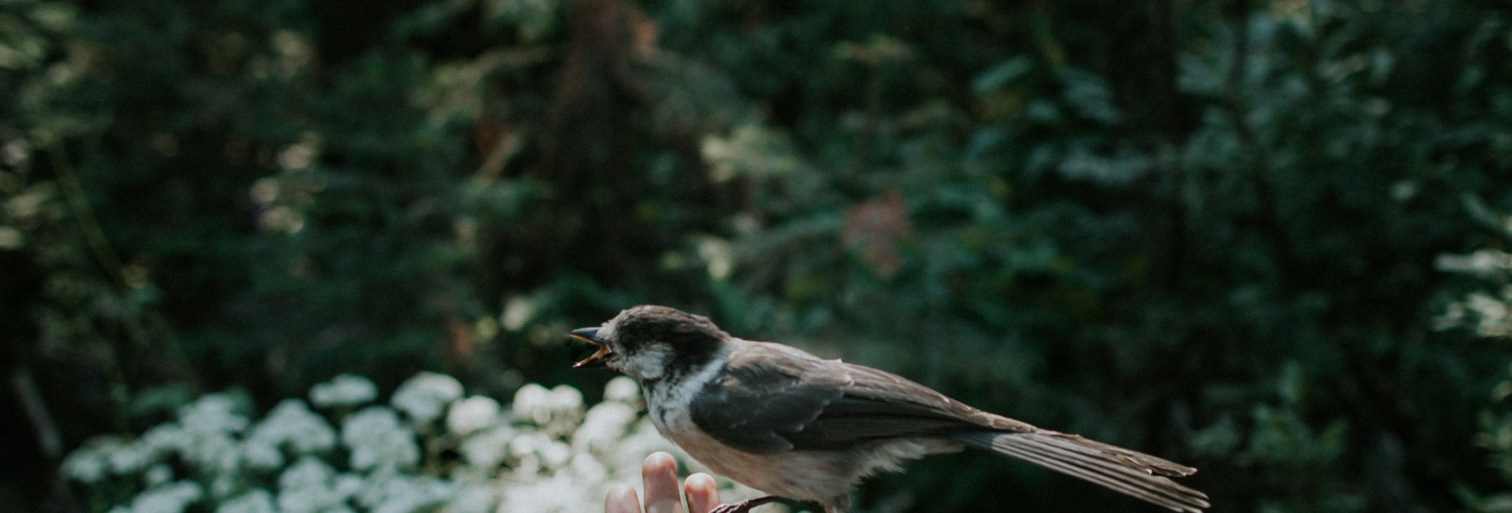 Rated No 1 Ethical Coffee by Ethical Consumer Magazine - Bird & Wild Coffee
