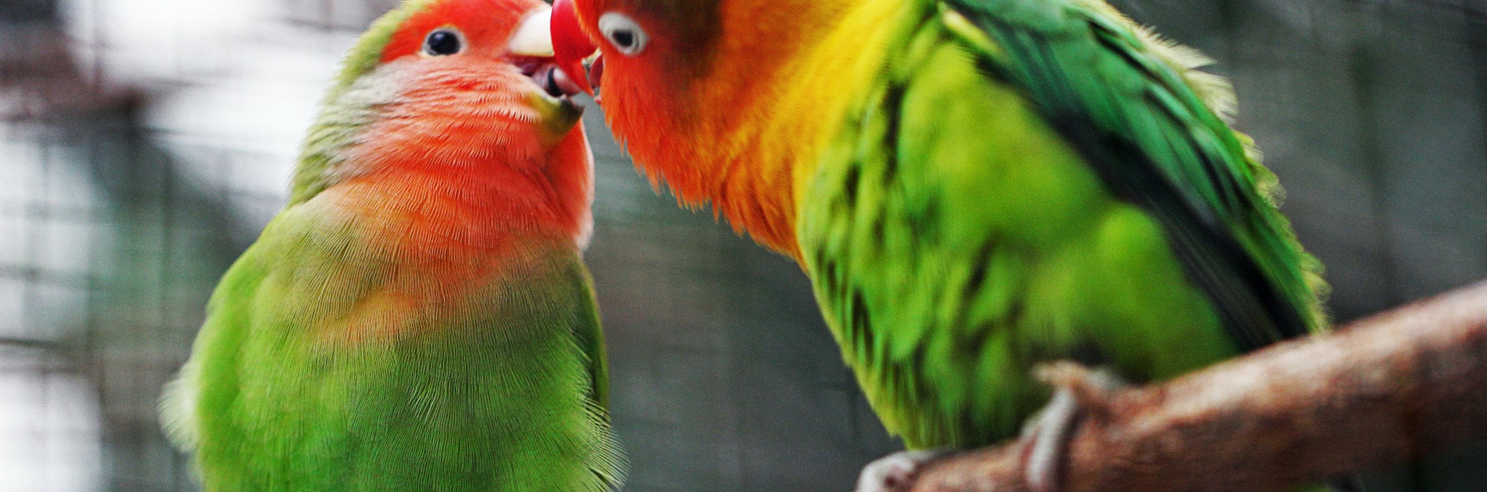 We are OPEN and shipping Bird Friendly Coffee daily - Bird & Wild Coffee