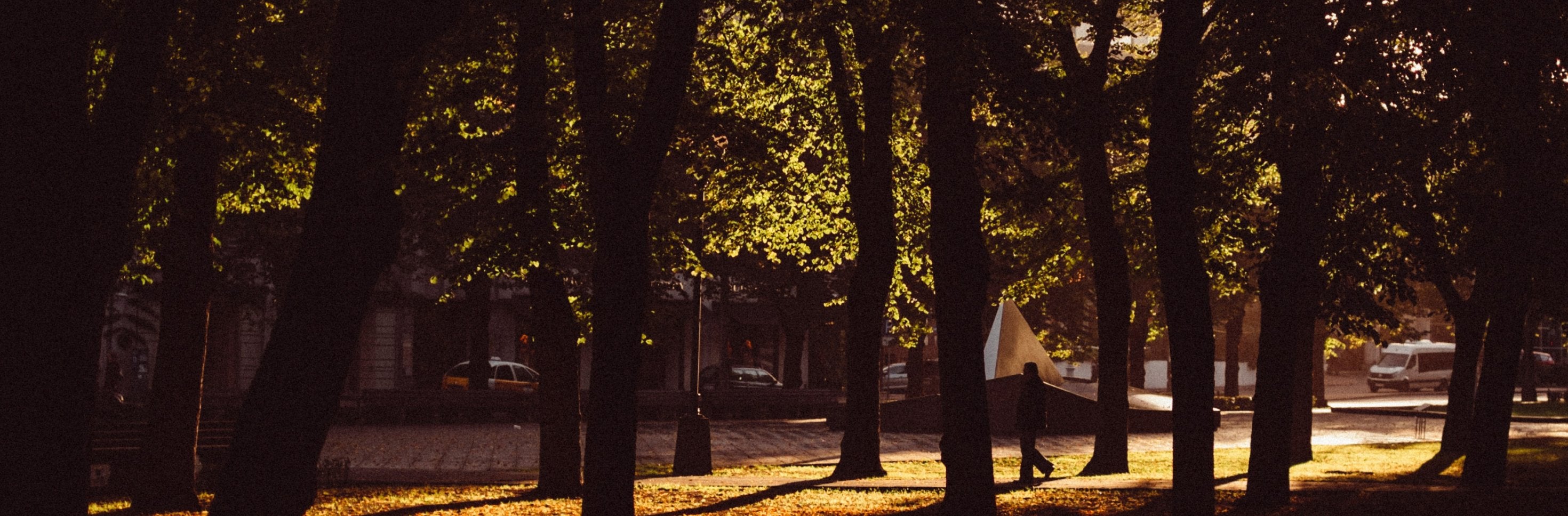 Why Shade Grown Coffee is crucial for the environment - Bird & Wild Coffee