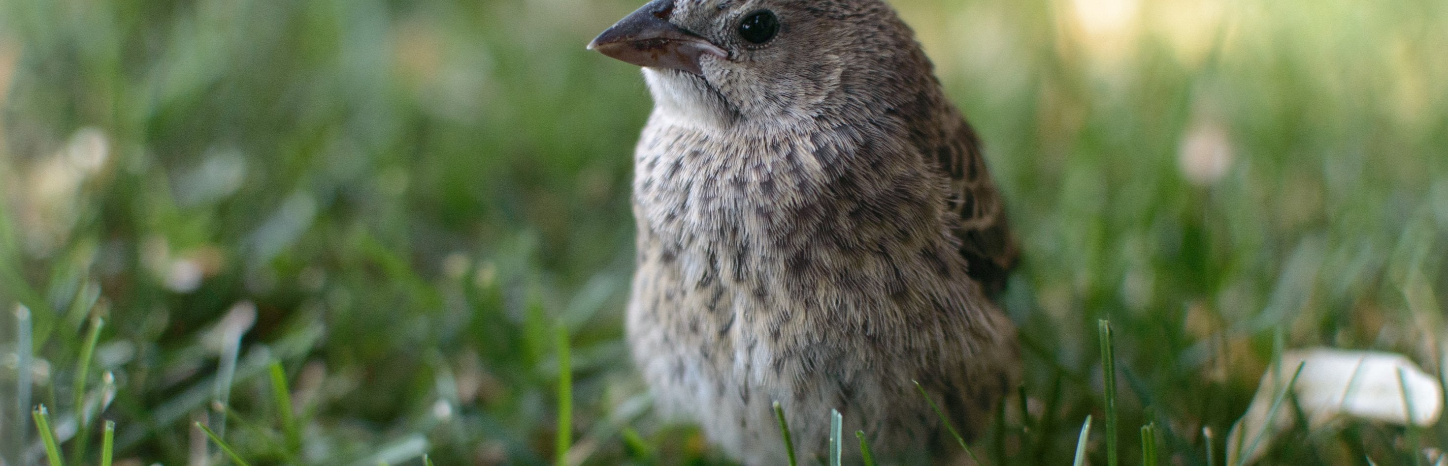 BBC Wildlife Magazine Features Bird Friendly Coffee - Bird & Wild Coffee