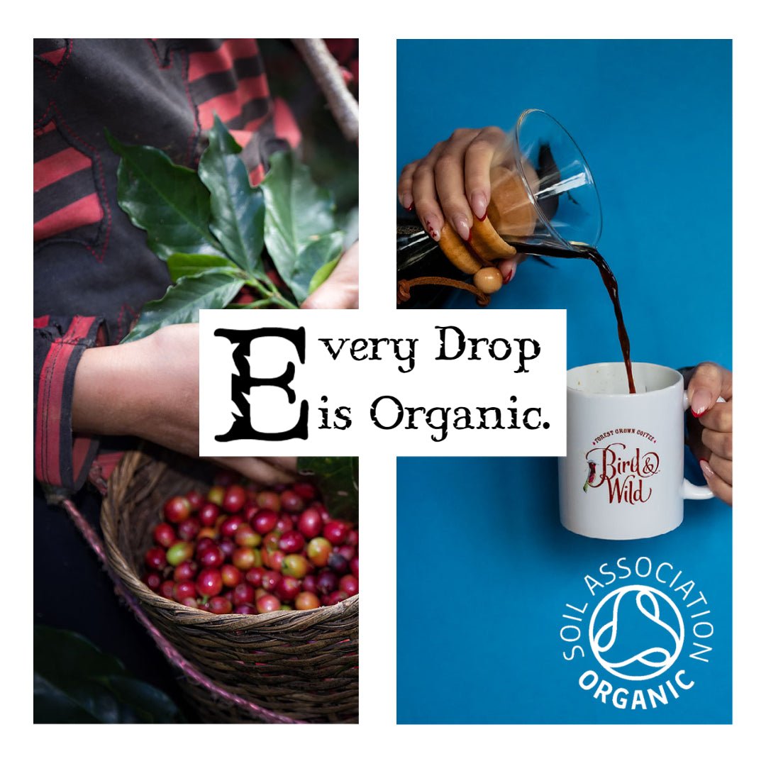 Light Roast, Case of 6 X 200G Bags, Fairtrade Organic Shade Grown Bird Friendly Coffee, Strength 3 - Bird & Wild Coffee